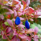 Boucles d’oreilles Petites Gouttes Bleu Roi en Émail sur Cuivre