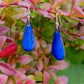 Boucles gouttes allongées bleu roi- émail sur métal- attaches argent