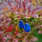 Boucles d’oreilles Petites Gouttes Bleu Roi en Émail sur Cuivre