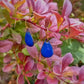 Boucles d’oreilles Petites Gouttes Bleu Roi en Émail sur Cuivre