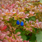 Boucles d’oreilles Petites Gouttes Bleu Roi en Émail sur Cuivre